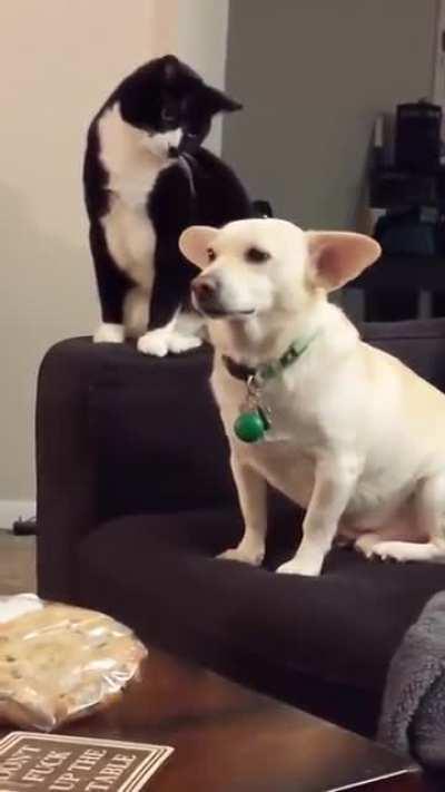 A cat thinks long before hitting a dog