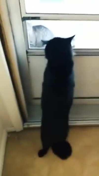 Cat.