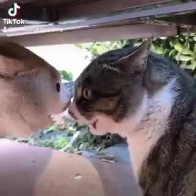 Тенор и баритон