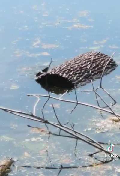 Like something from chuckle brothers