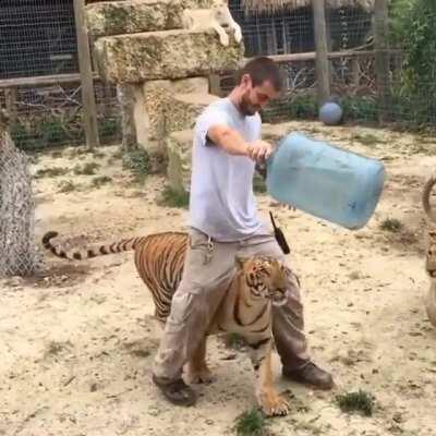 Poor Man Falls Into Tiger Enclosure