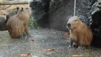 🔥 Some very relaxed capybaras enjoying hot springs in Japan 🔥