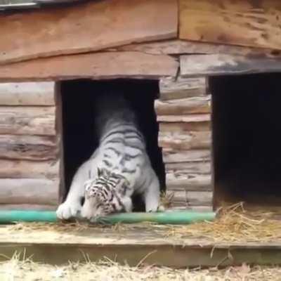 Неожиданный финал