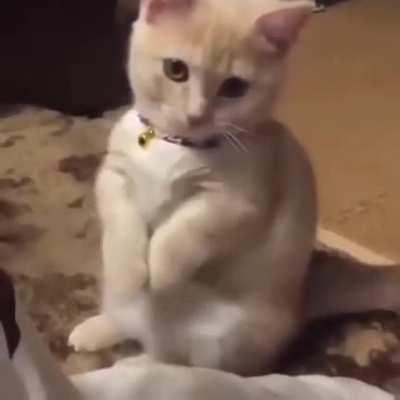 Cat.