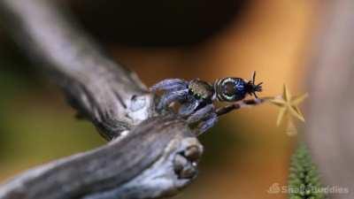 I Love This Video of Festive Spoods