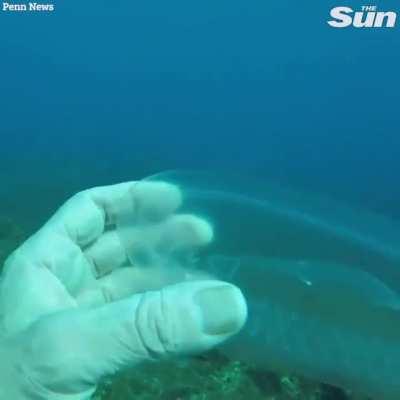 Diver encounters ‘ghostly fish’ that is almost fully transparent