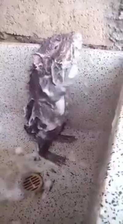 Rat taking a shower 🚿