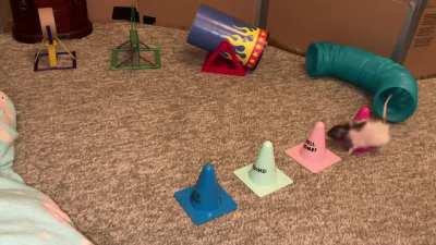 My sweet pet rat Butter doing a fun agility course!