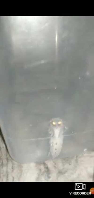 GUYS I FOUND RADIANCE