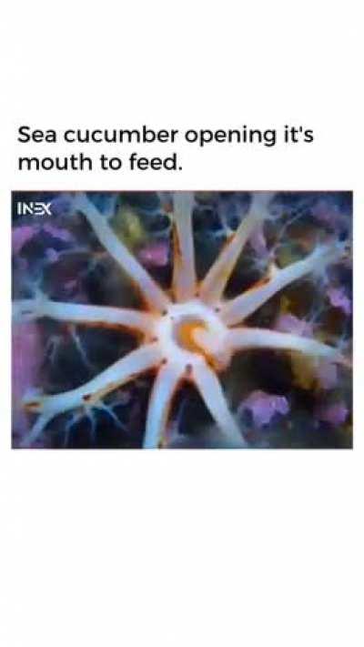 Sea cucumber feeding