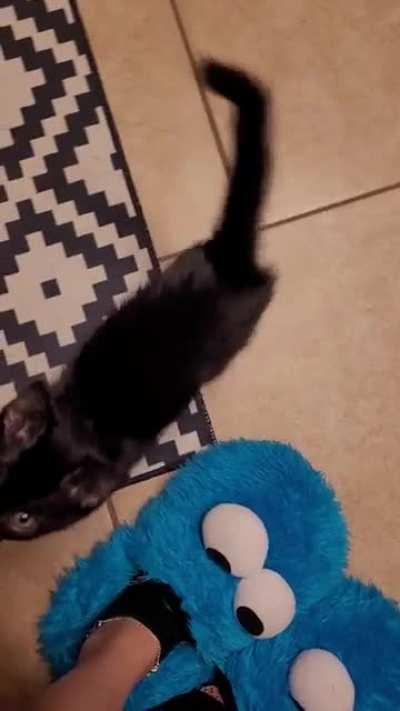 He's been squeaking like that since the day we found him abandoned in our bushes