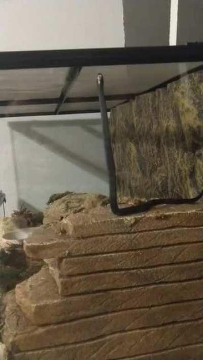 I just got my first snake yesterday, and I managed to catch a video of her being clumsy! Her name is Boba <3