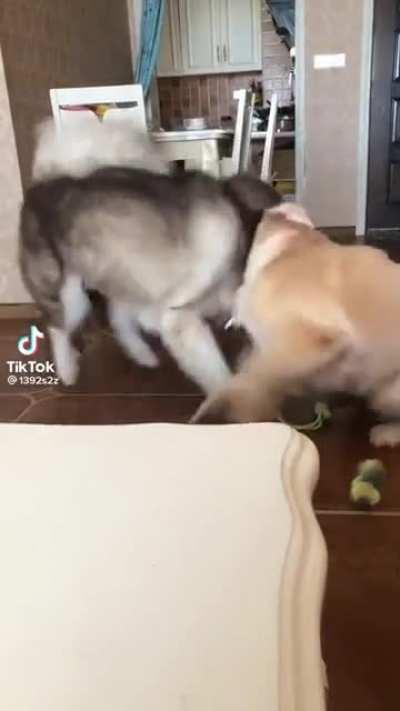 Ese gato es todo un loquillo.