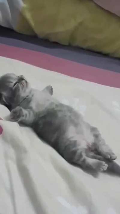 Floof trying to sleep.