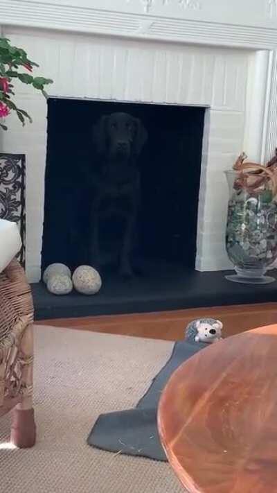 I Think I Should Change My Dog's Name To Roze