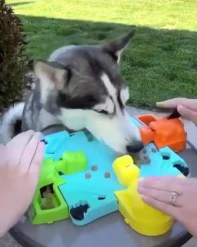 SiCk FuCkS MaKe StArViNg WoLf PuP PLaY SiCk GaMe