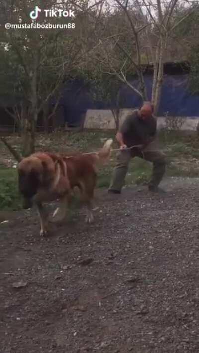 The dog from Sandlot