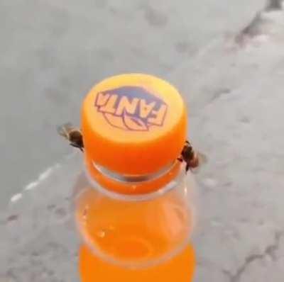 Two bees opening Cap with the mind of Physics.