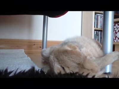 Bunnies flop over when they feel completely safe