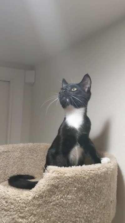 I was told this is the proper place to post Butler hunting a bug (aka Butless Fir, Butters, or Butlicifer)