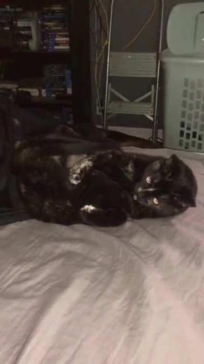 Trying to catch and bite my tail and then… Dogs.