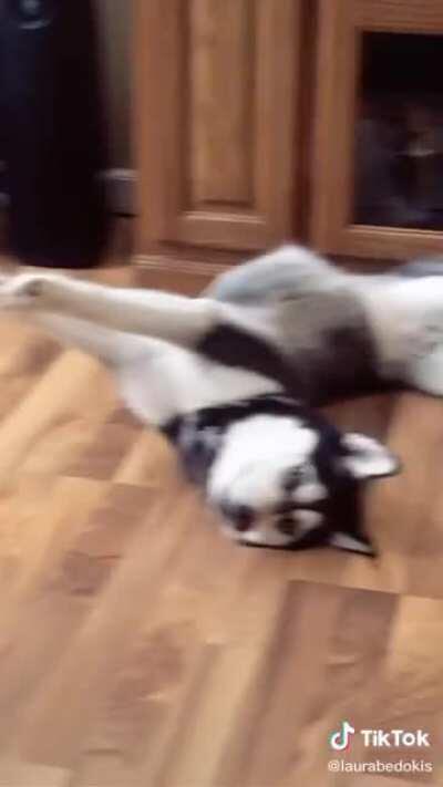Dog.exe has stopped working