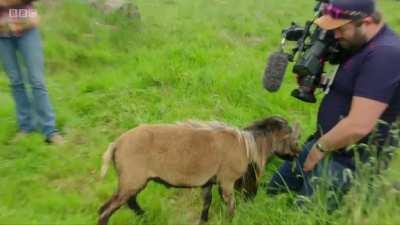 Sheep headbutts cameraman's nuts