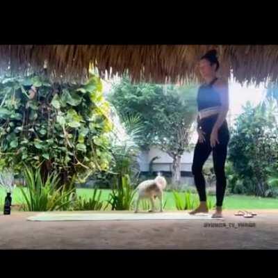 Anyone know the specific breed of pig this is? I’m curious!