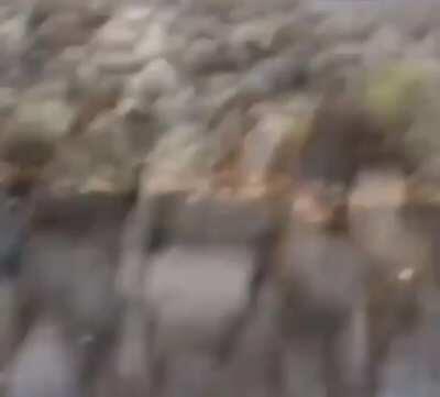 NSFW National Geographic Stuff