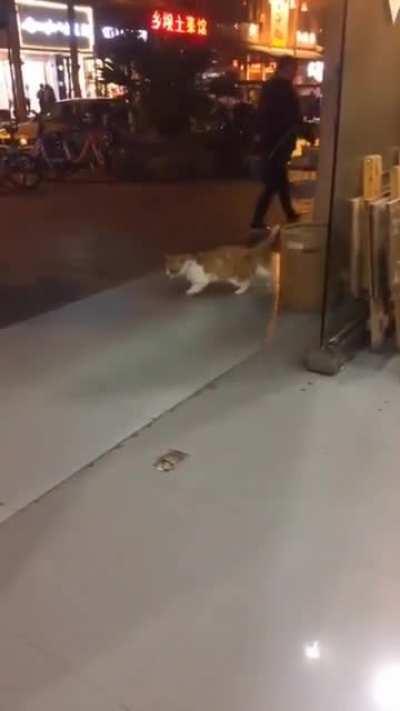 This cat did the Michael Jackson move