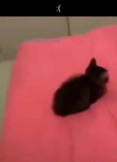 Why'd they do them like that? :(