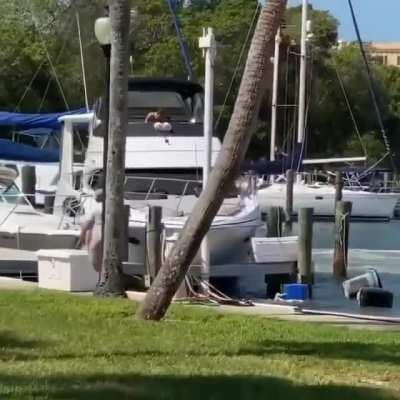 Snap trader New Yacht