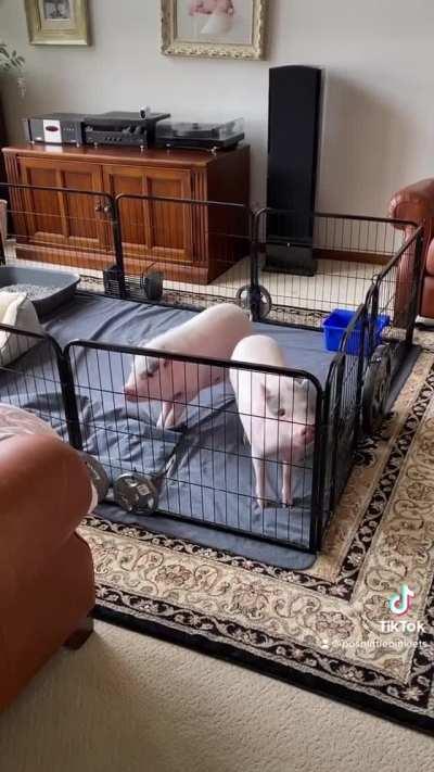 Enough of this pen, I want to play outside!