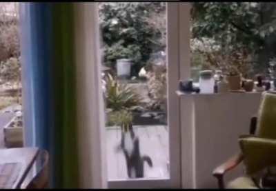 Jump Cat, no height can stop him...