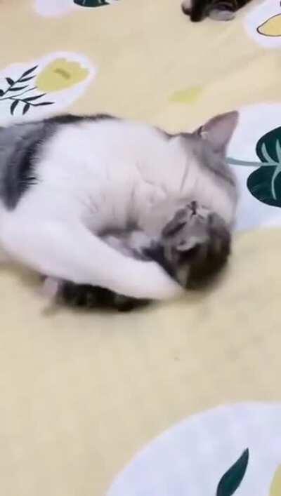 Mommy cat hugs baby kitten having a nightmare