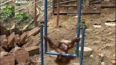 Monkey hurts itself and cries :(