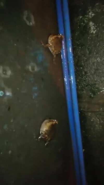 why they fightin?! 😭😱 why tho?! 🤬