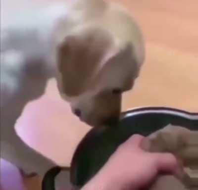 Big doggo sacrifices it’s life for baby doggo.