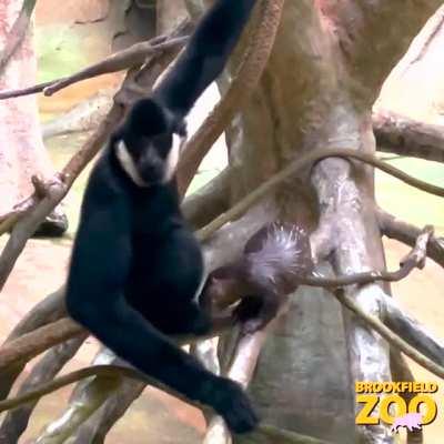 When a gibbon and an otter pup meet...