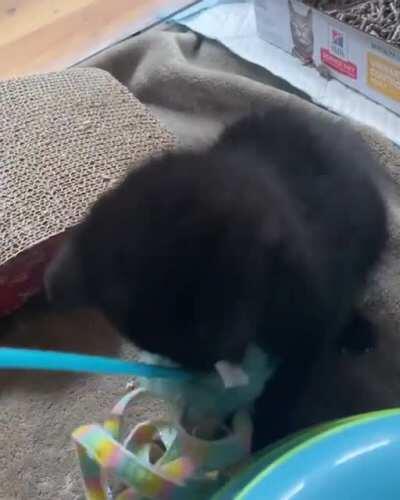 Meet Francine, my illegally smol foster kitten! She wants you all to know that she is vewy scawy, despite being smaller than a banana.