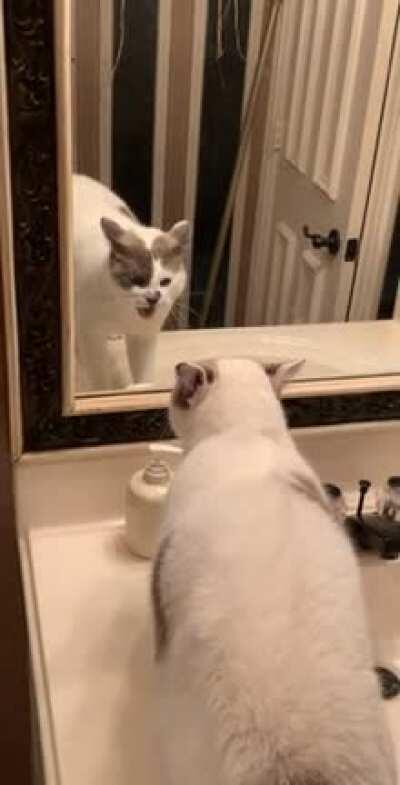 Sponge does not like the strange cat in the bathroom. No sir, not one bit.