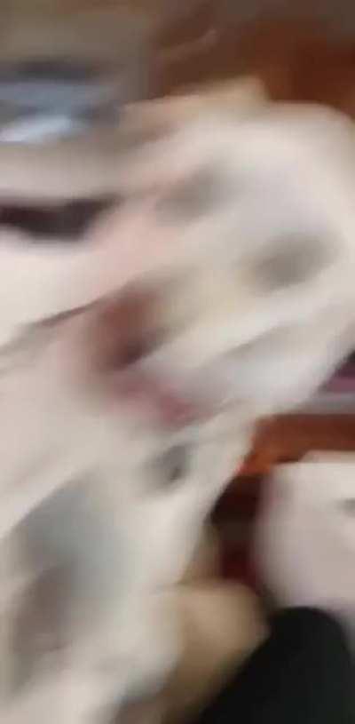 She demand pets she get pets 😌