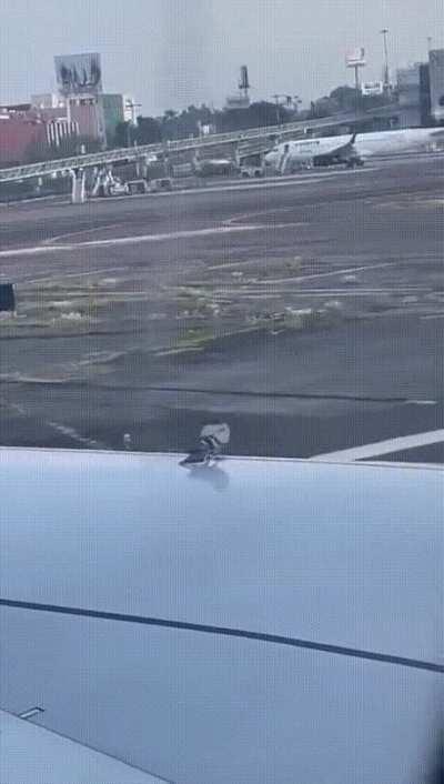 Bird on an airplane wing during takeoff