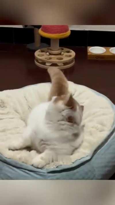 These little kittens are just tooooo cute🤤