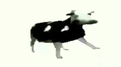 Cow busting some fat moves