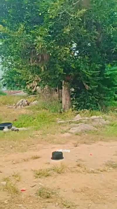 Double checks firecracker