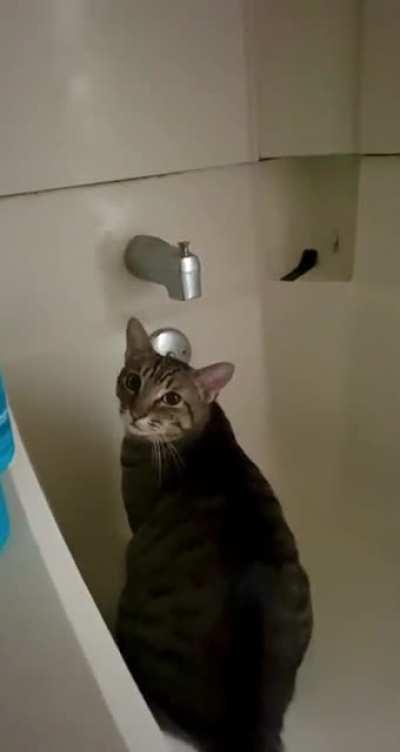 Tiggie’s firmly reminding me to turn the faucet on for him.