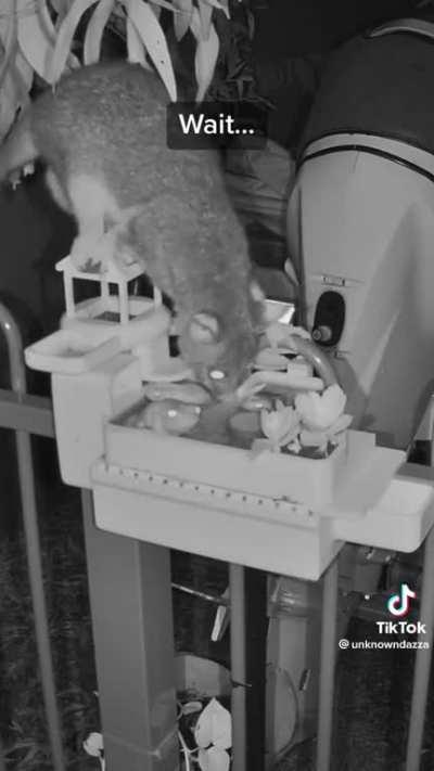 The Tale Of Frodrick Of The Fence! (2:15)