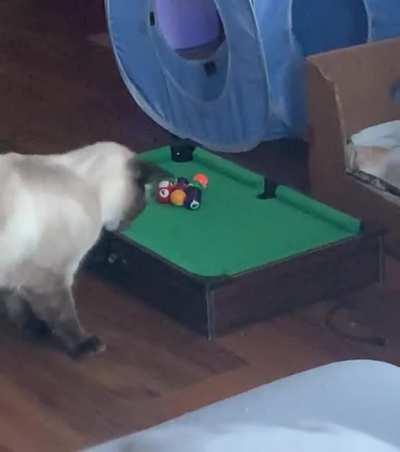 Bandit playing some pool