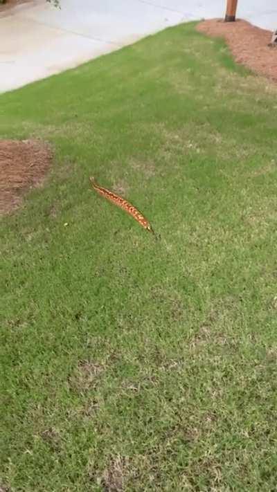 The fastest this snake has ever moved. Thanks, gravity!